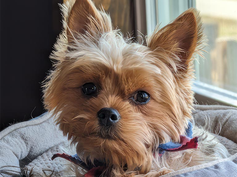 Mazie May